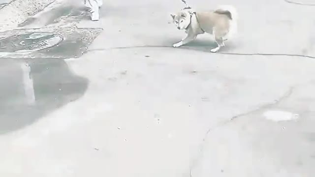 Are there any advantages of having a dog?