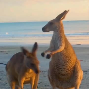 Funny Animal and Nature Videos