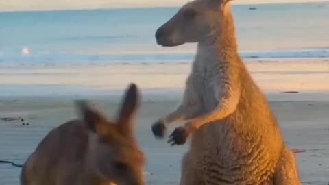 Funny Animal and Nature Videos