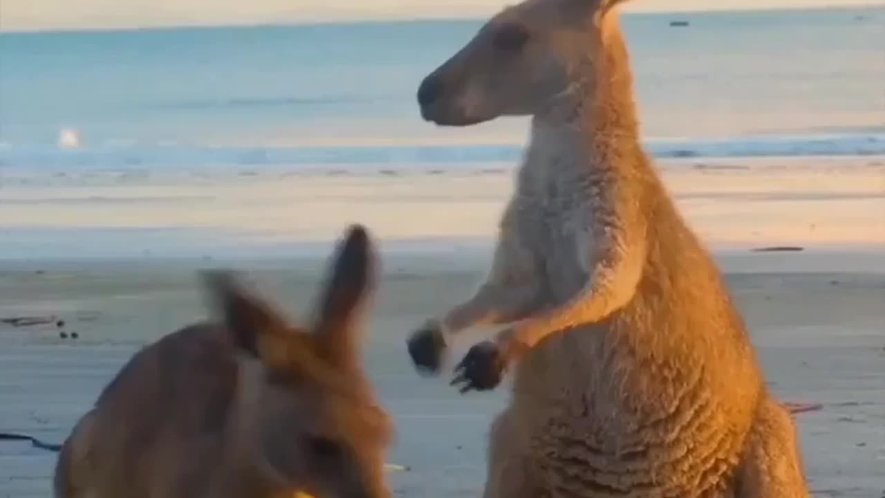 Funny Animal and Nature Videos