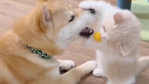 Funny Video cat