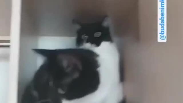 cutest cat moments🤣🤩