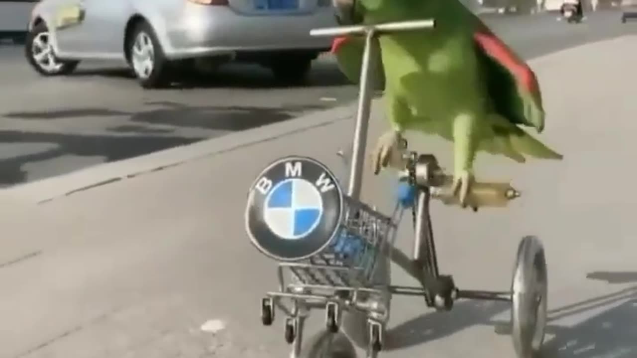 Little bird driving a cycle ❤🐣