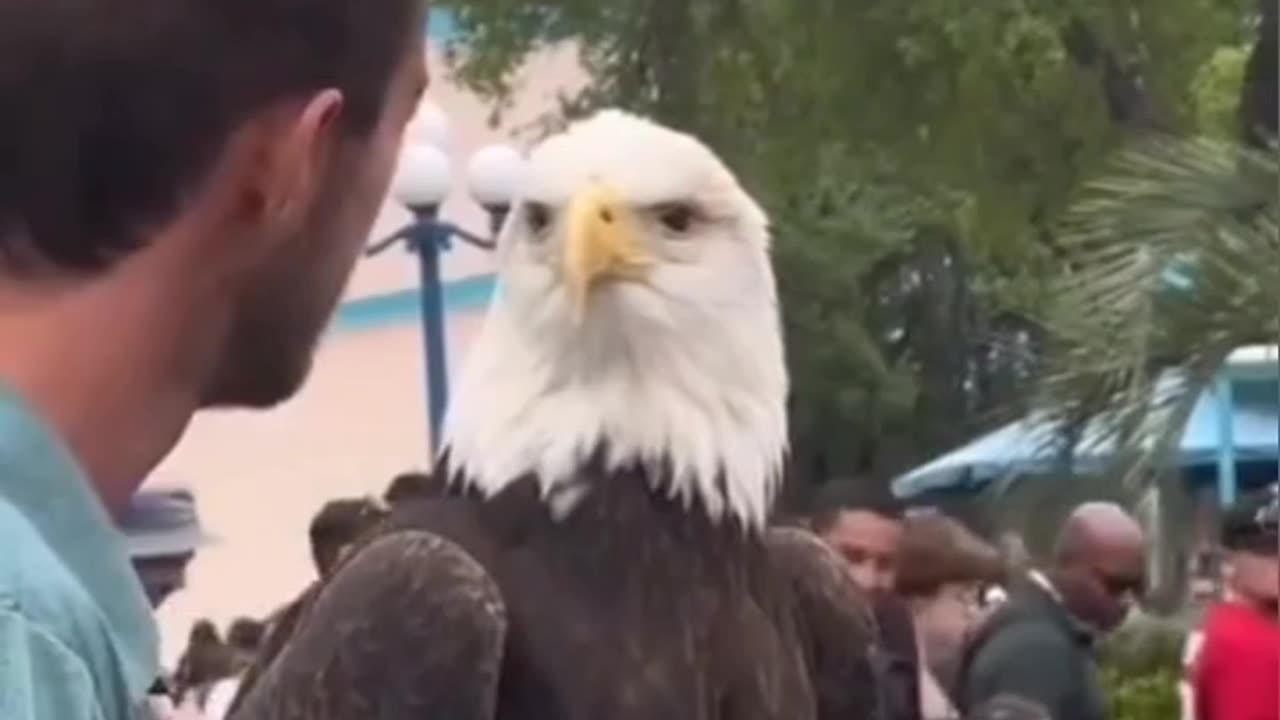 When the eagle knows you're full of sh*t