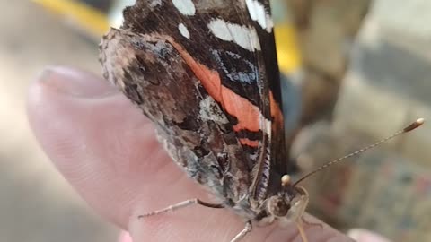 Butterfly that just chilled out