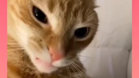 Cat funny video 🤣🤣🤣