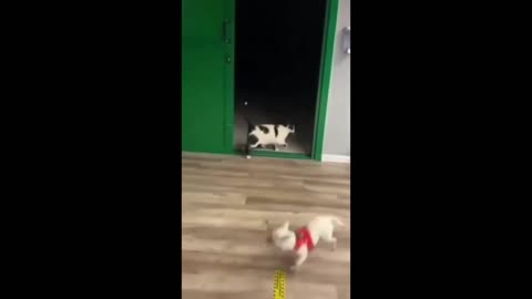cats funny video with dogs
