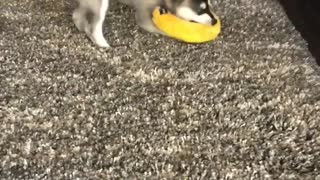 CUTE ALASKAN KLEE KAI PUPPY BARKS FOR THE FIRST TIME!
