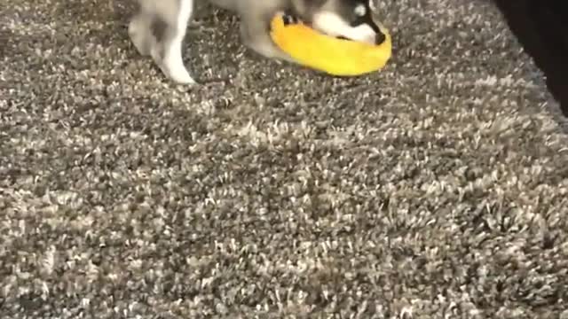CUTE ALASKAN KLEE KAI PUPPY BARKS FOR THE FIRST TIME!