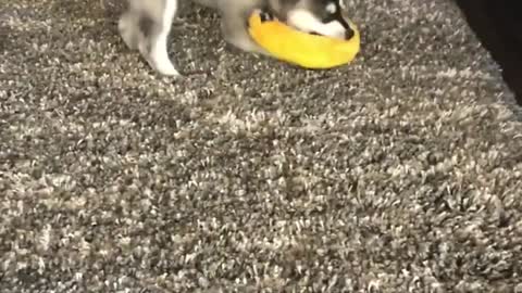 CUTE ALASKAN KLEE KAI PUPPY BARKS FOR THE FIRST TIME!