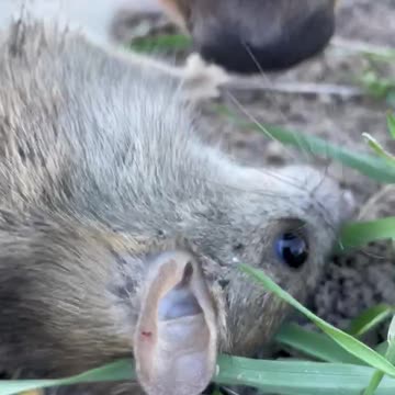 Rat Terrier with her rat.