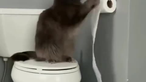 Why you should hang toilet paper rolls backwards