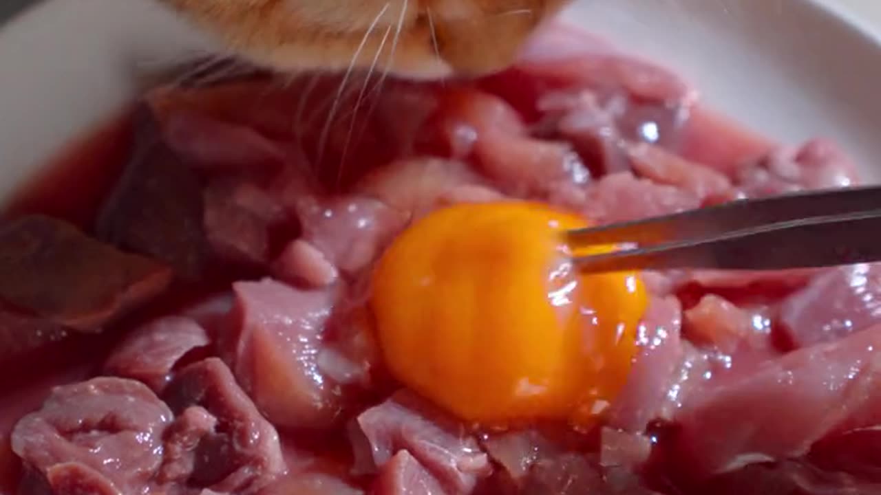 Funny Cat Clips: LOL Moments of Eating Amazing Food Ep 20.