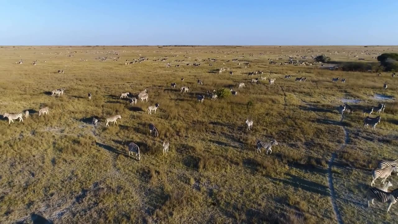 Best Drone Video of African Wildlife. Wild Botswana 4K