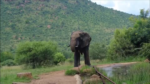 An African tusker drinks water after their meals..🐘🌿