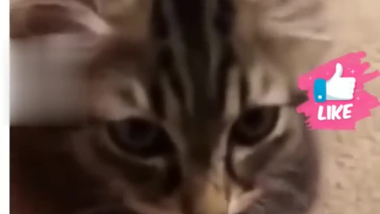 Funny animals