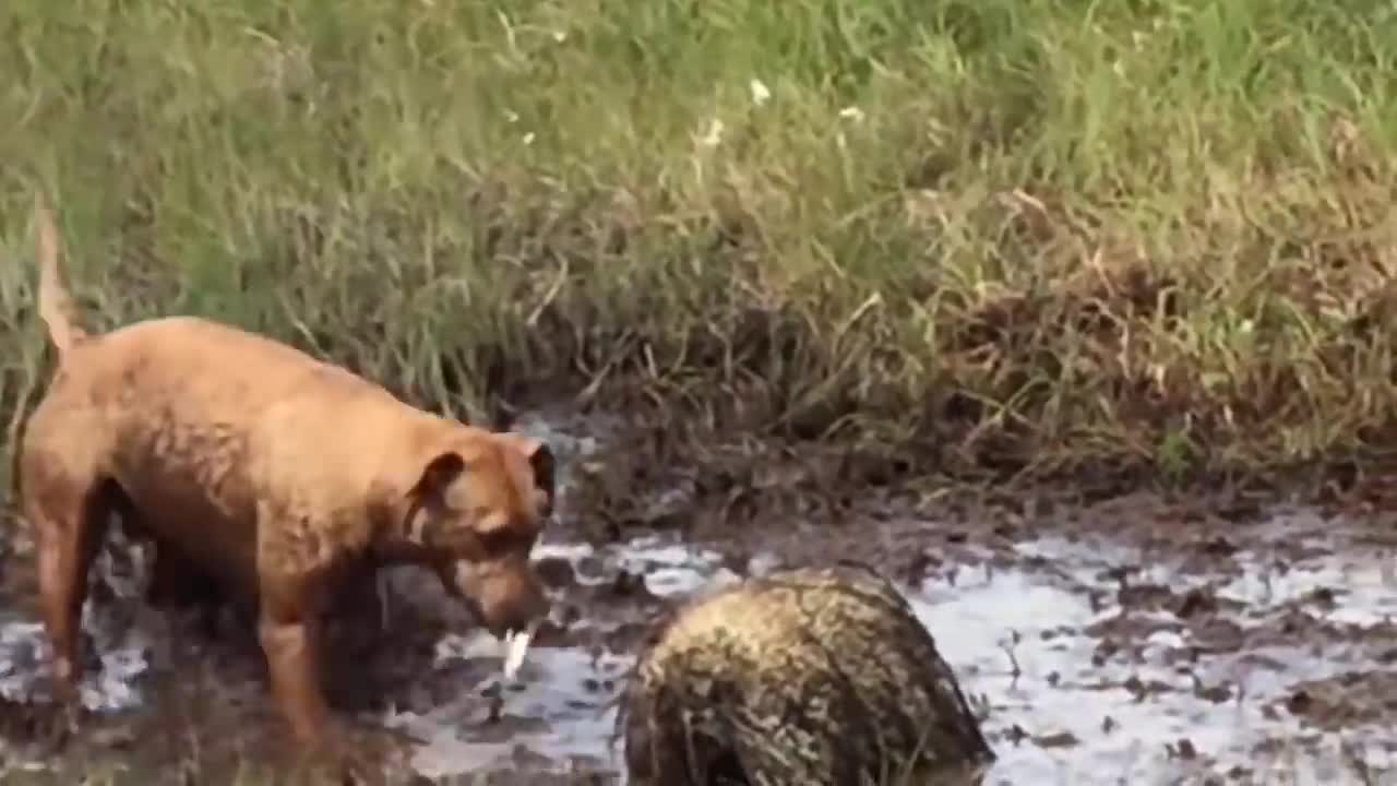 Porcupine Too Aggressive! Defeat Lion, Pitbull, Leopard - Most Amazing Moments Of Midnight Battles-8