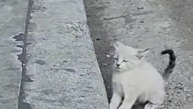 Cat is stunned