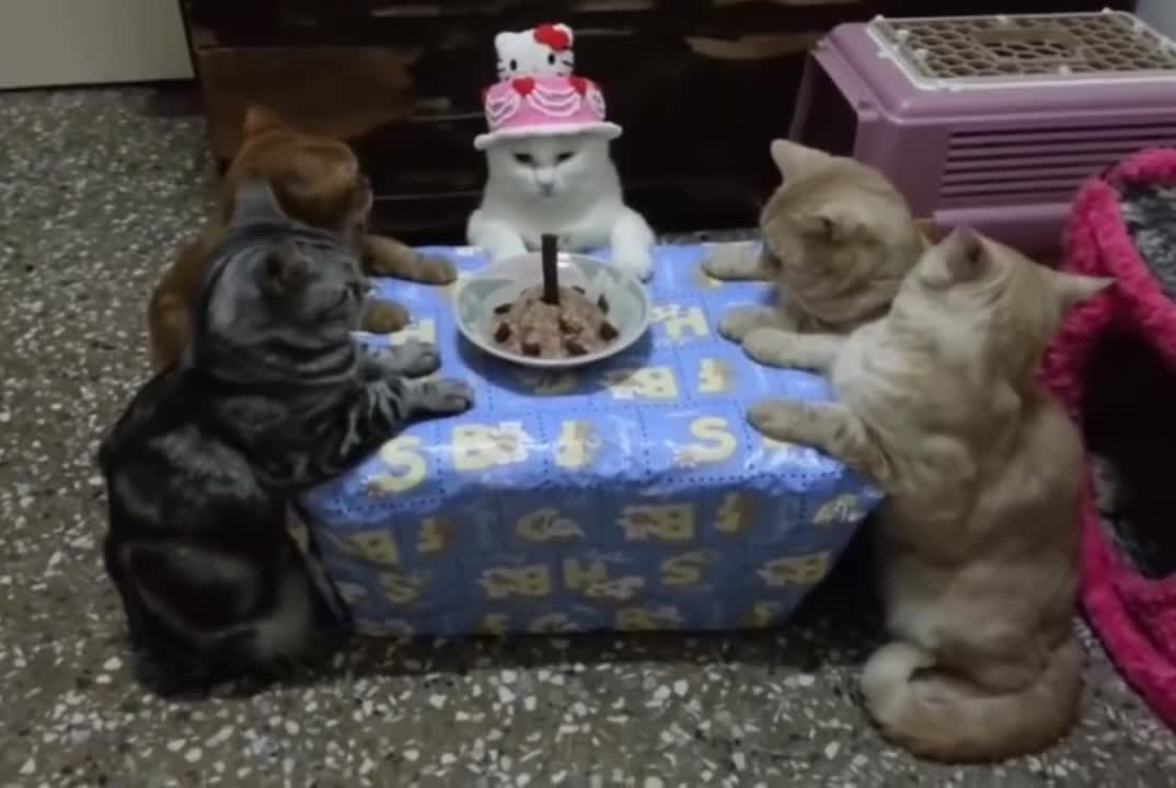 A group of kittens are celebrating their birthday