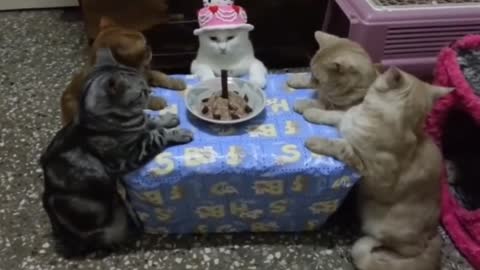 A group of kittens are celebrating their birthday