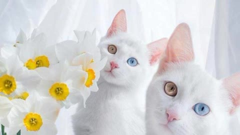 The top 10 CATS EXOTICS!! 😲😲