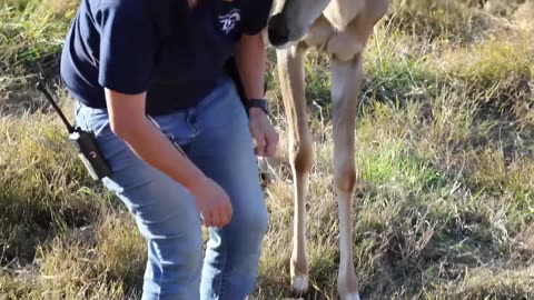 How to train Animal || In my House||