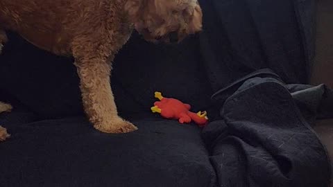 Dog playing with noises chicken