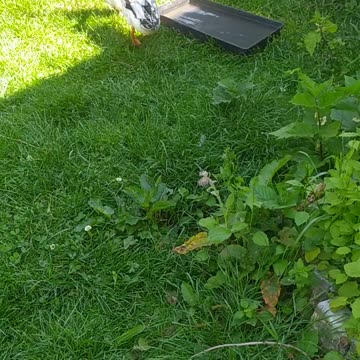 Zelda has a bad leg :-(