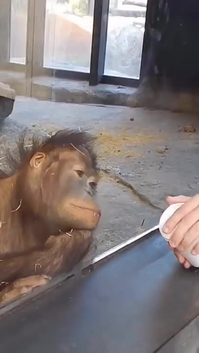 A little positive (This video is sure to cheer you up)