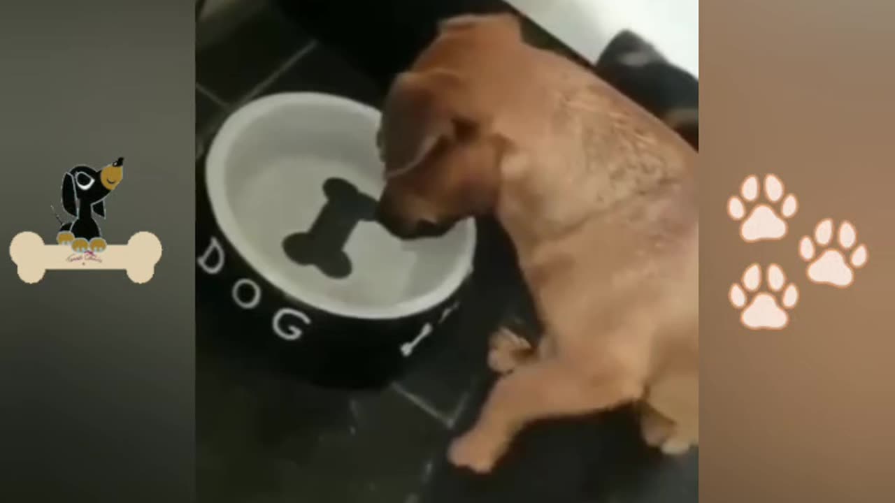 Cute dog cannot figure out whether the bone is real or not🐕💛