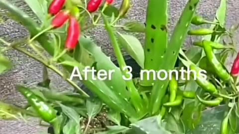 Beautiful flower Idea