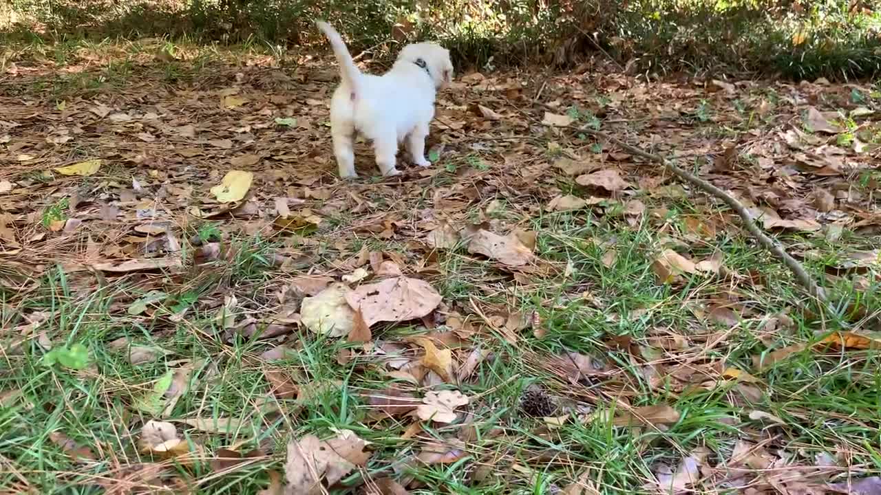 Thunder (royal blue) and Louie (light blue) (1)