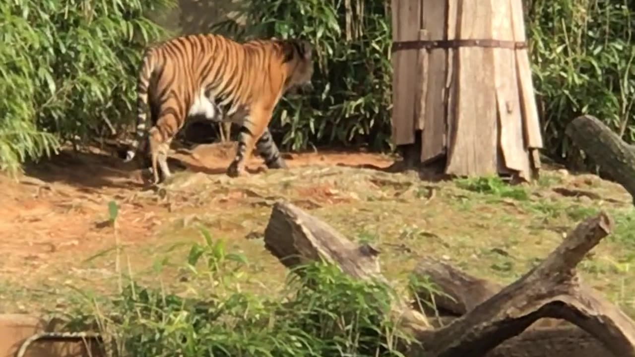 Tiger Animal