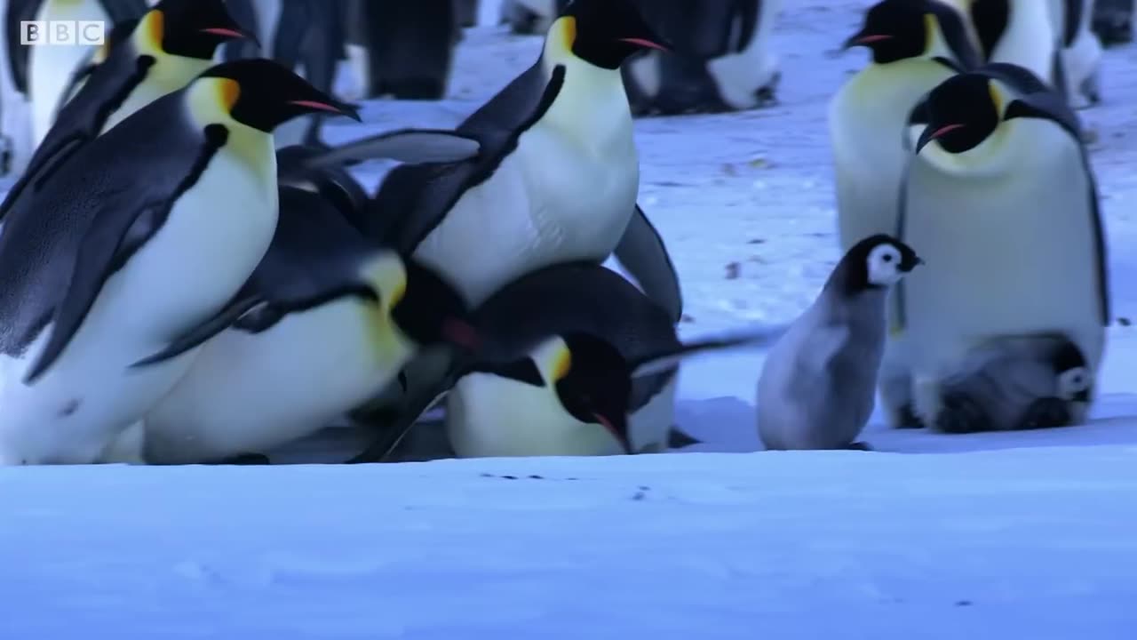 Penguins Kidnapping Other Young Chicks