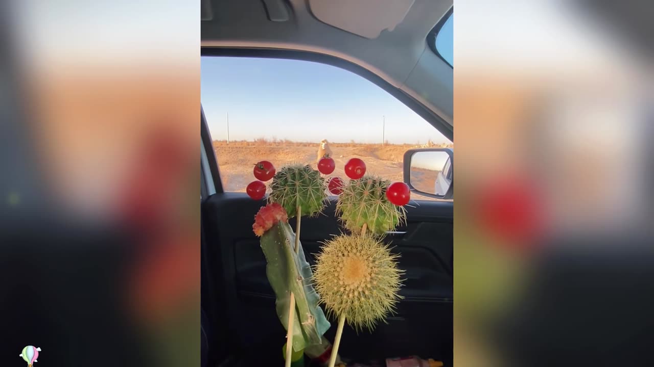 This kind of fruit plate is the first time this camel has eaten it, right