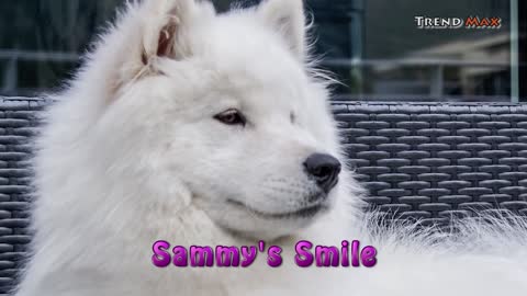 THE MOST EXPENSIVE DOG BREEDS IN THE WORLD