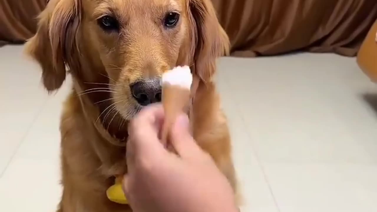 Golden Retriever Movie