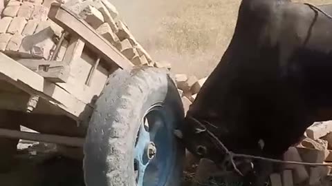 Dangerous animals are very angry