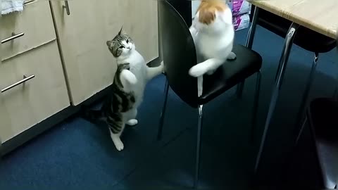 Funny & Cute Cat Compilation Video