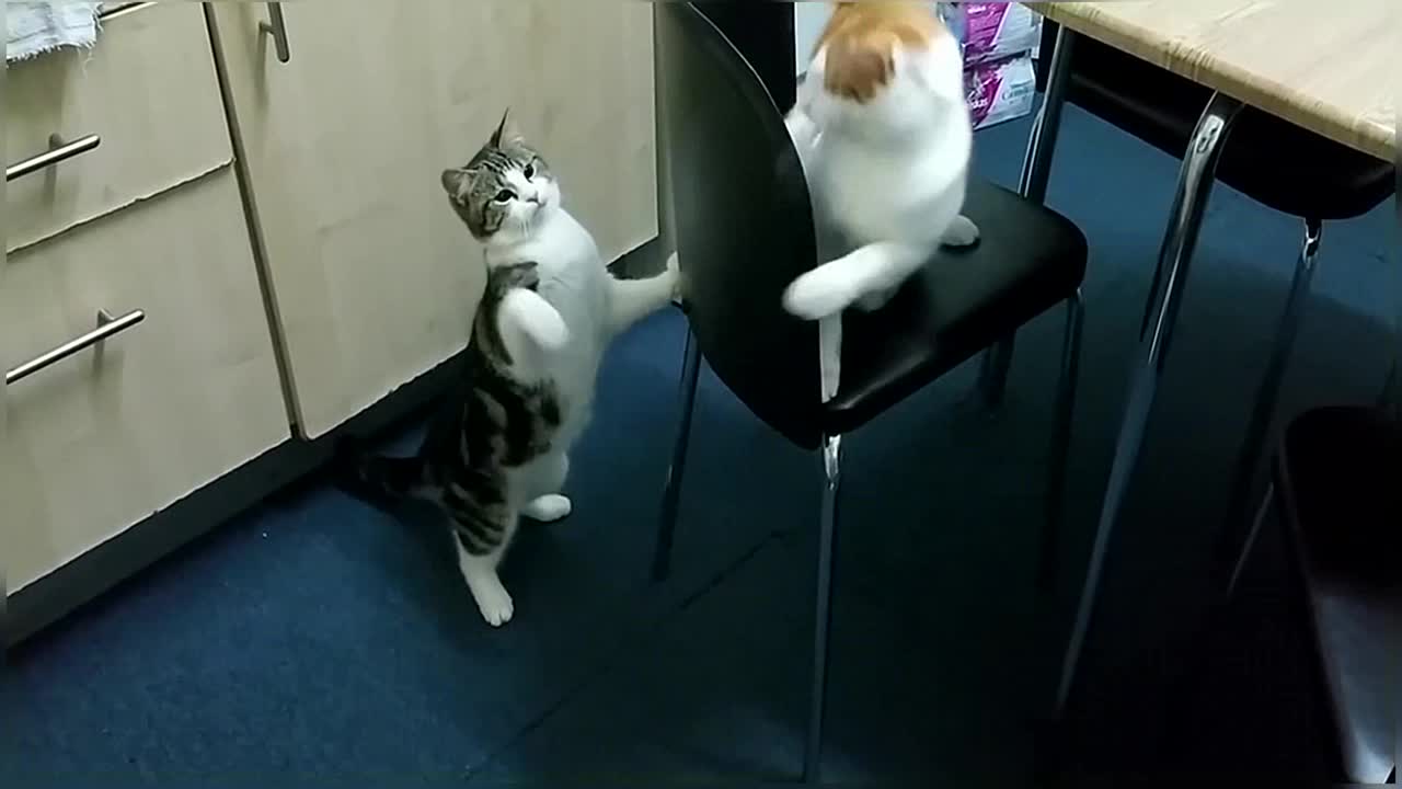 Funny & Cute Cat Compilation Video