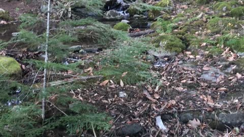 Trail foot bridge and stream video #6