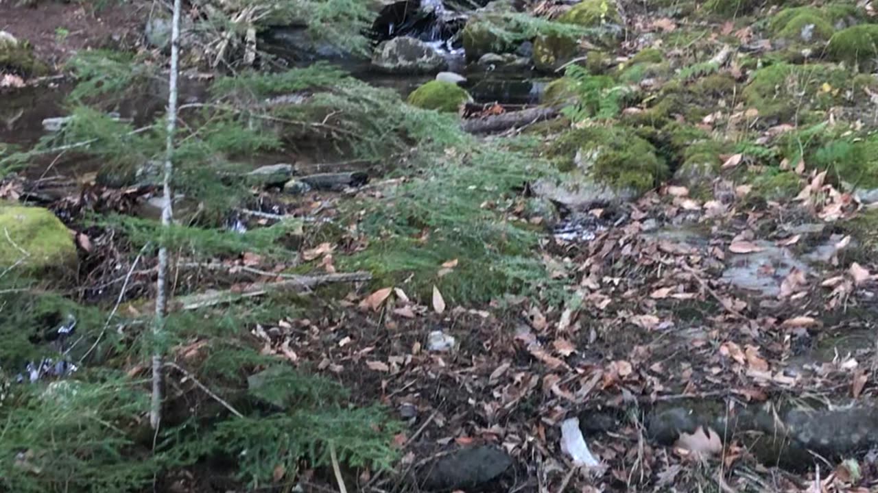 Trail foot bridge and stream video #6