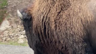 Lone Bison Holds Up Traffic