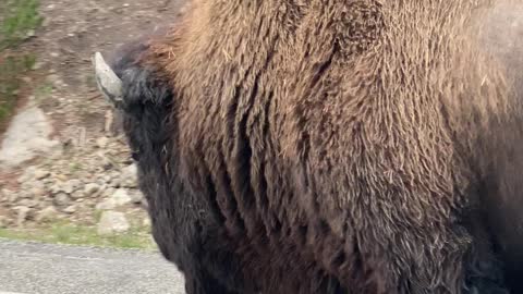 Lone Bison Holds Up Traffic