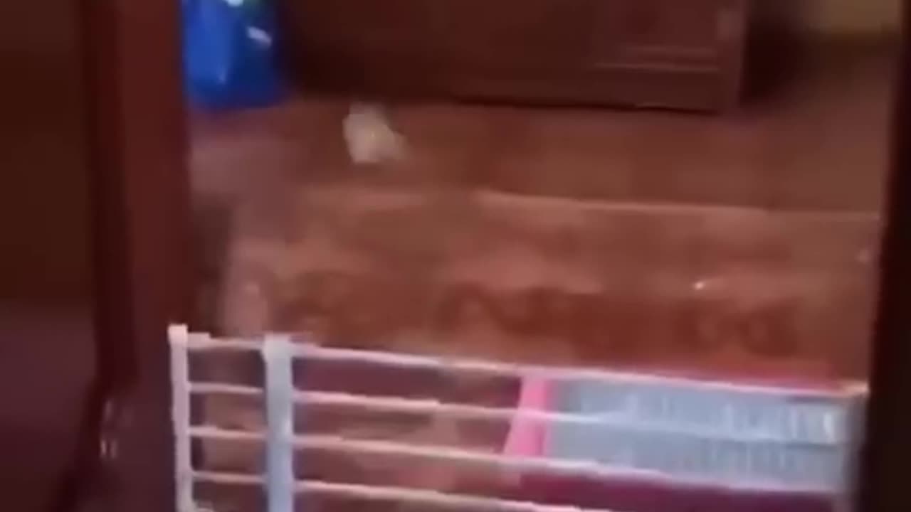Funny animal video