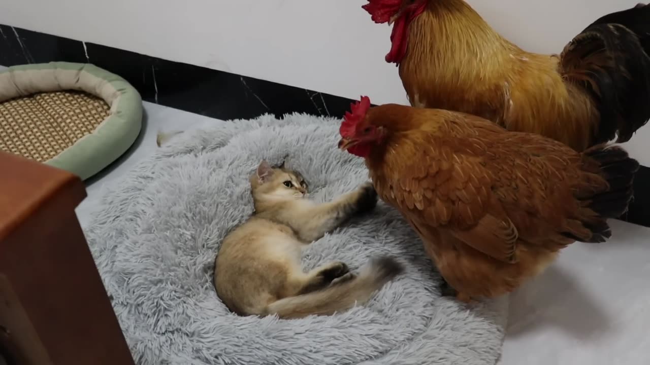 An incredible love story. The cock and hen want to sleep with the kitten. How does the kitten react?