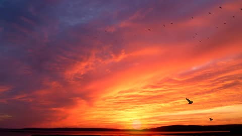 How nice to have birds flying at sunset