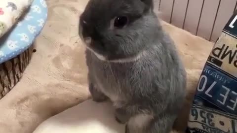 Lovely rabbit