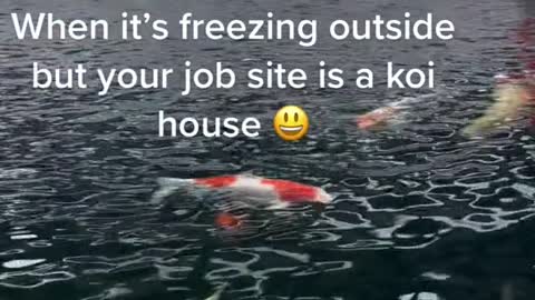 When it's freezing outside but your job site is a koi house