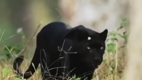 Wildlife in closer view with a natural perspective.